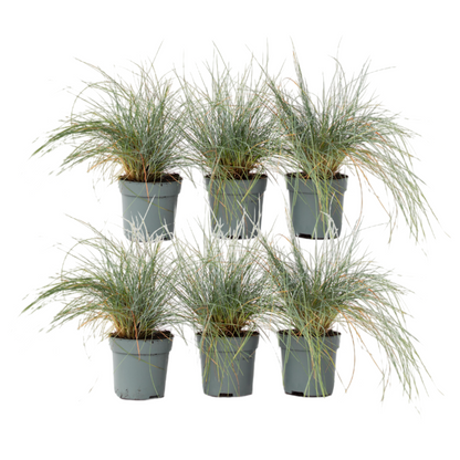 Festuca Azul - 6 Pzs - Festuca Glauca 'elijah Blue' - Altura 10-15cm - ⌀9cm