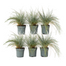 Festuca Azul - 6 Pzs - Festuca Glauca 'elijah Blue' - Altura 10-15cm - ⌀9cm