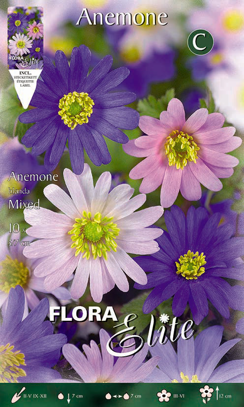 Bulbos Anémona blanda mezcla 10 uds
