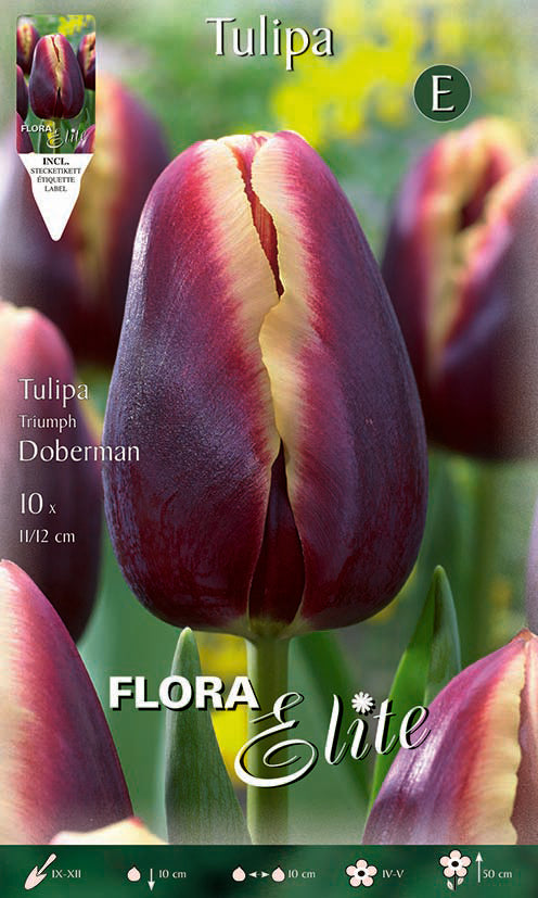 Bulbos Tulipán Doberman 10 uds