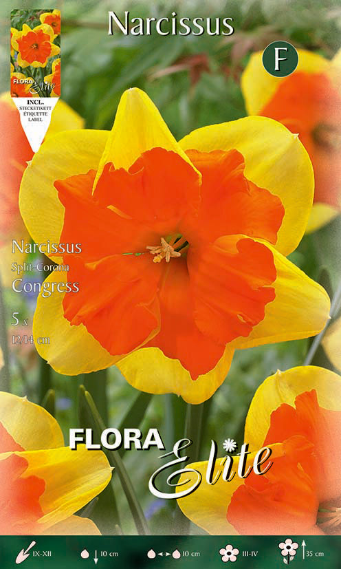Bulbos Narciso amarillo centro naranja 5 uds