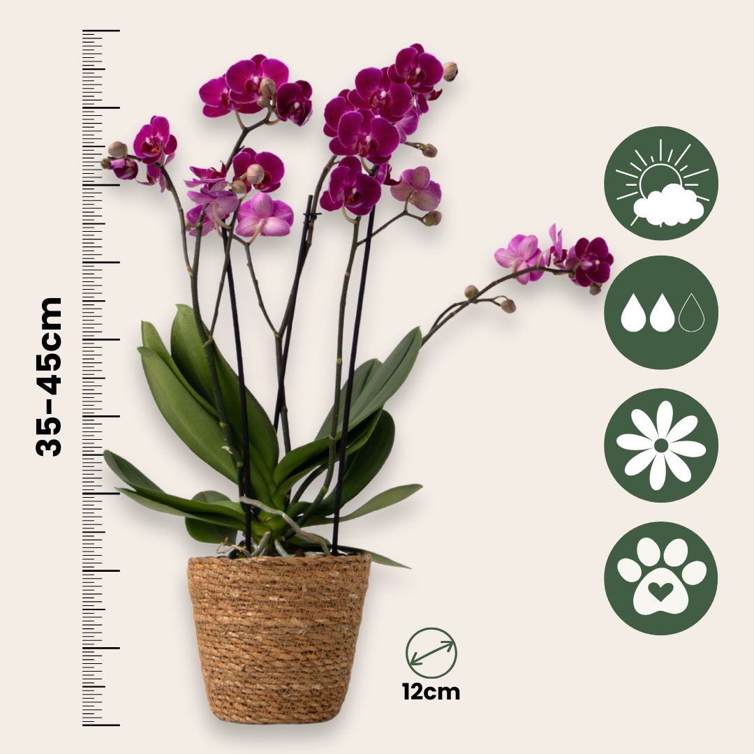 Orquídea Mariposa - Phalaenopsis Multiflora Con Cesta - Altura 35-45cm - ⌀12cm_2