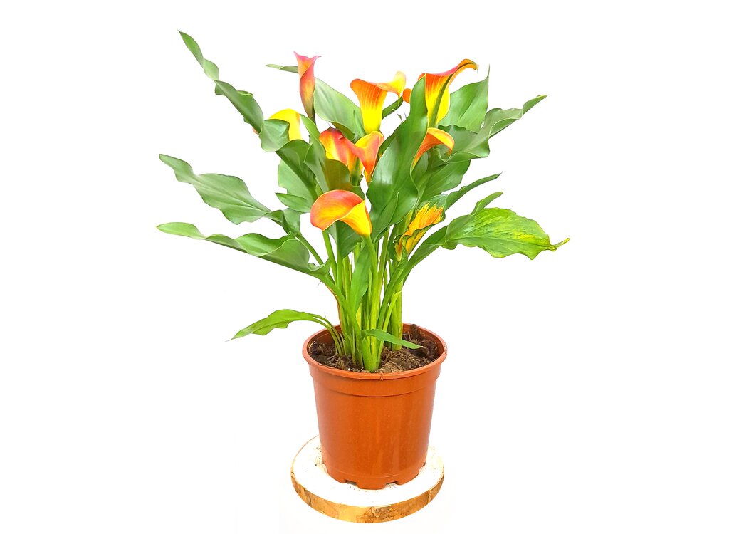 Calla M17 Lirio Colores_2