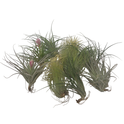 Claveles De Aire - 12 Pzs - Tillandsia - Altura 5-15cm - ⌀5cm_0