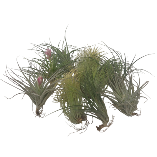Claveles De Aire - 12 Pzs - Tillandsia - Altura 5-15cm - ⌀5cm_0