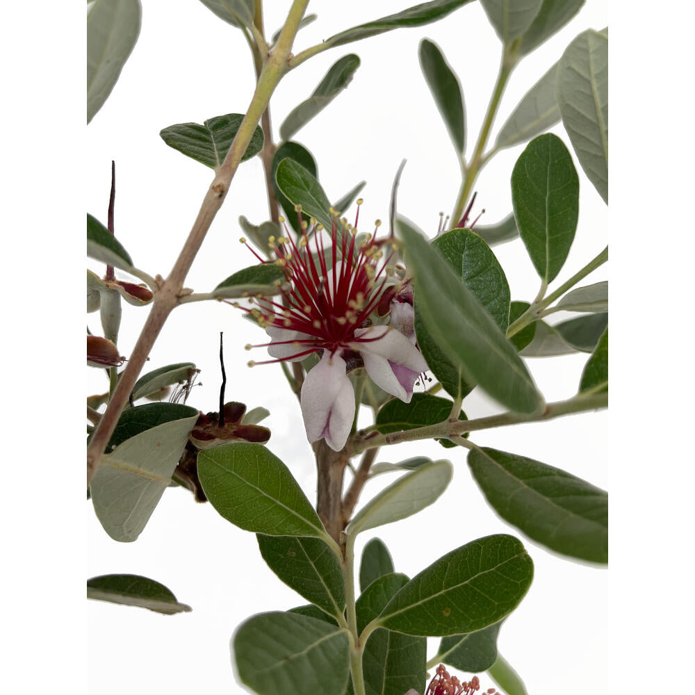 Feijoa Sellowiana M26 120cm (guayabo De Brasil)_2
