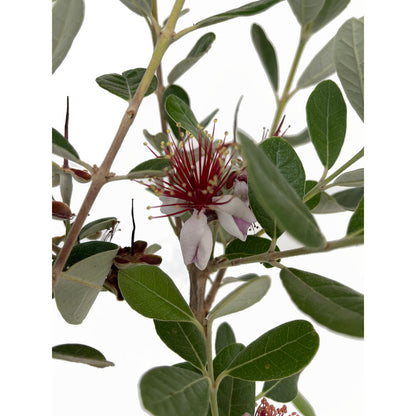 Feijoa Sellowiana M26 120cm (guayabo De Brasil)_2