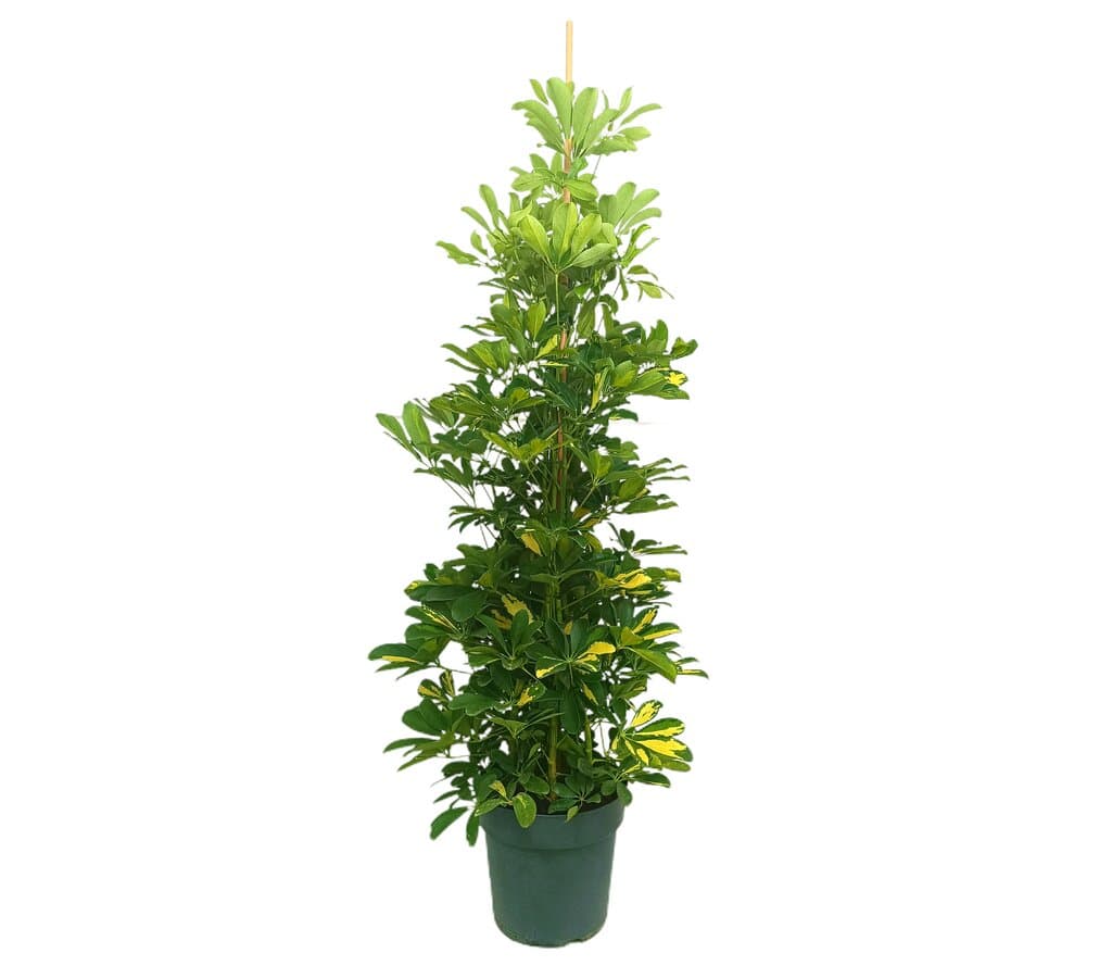 Schefflera Capela M22 150cm_0