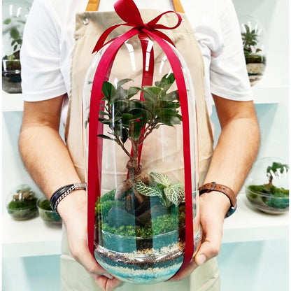 Terrario Madagascar Rain Ficus Ginseng Ø19 x 36 cm