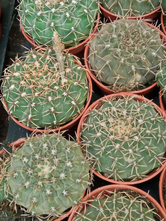 Gymnocalycium Sp Cactus Joven 5 Cms