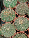 Gymnocalycium Sp Cactus Joven 5 Cms