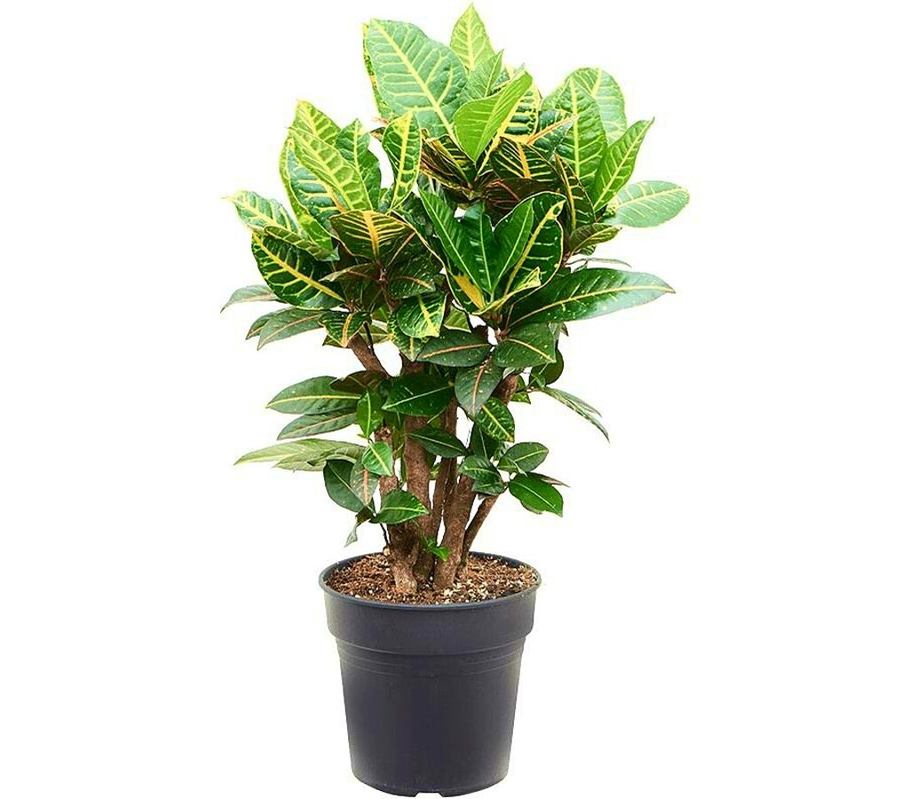 Croton Petra Ramificado M27 90-100cm_0