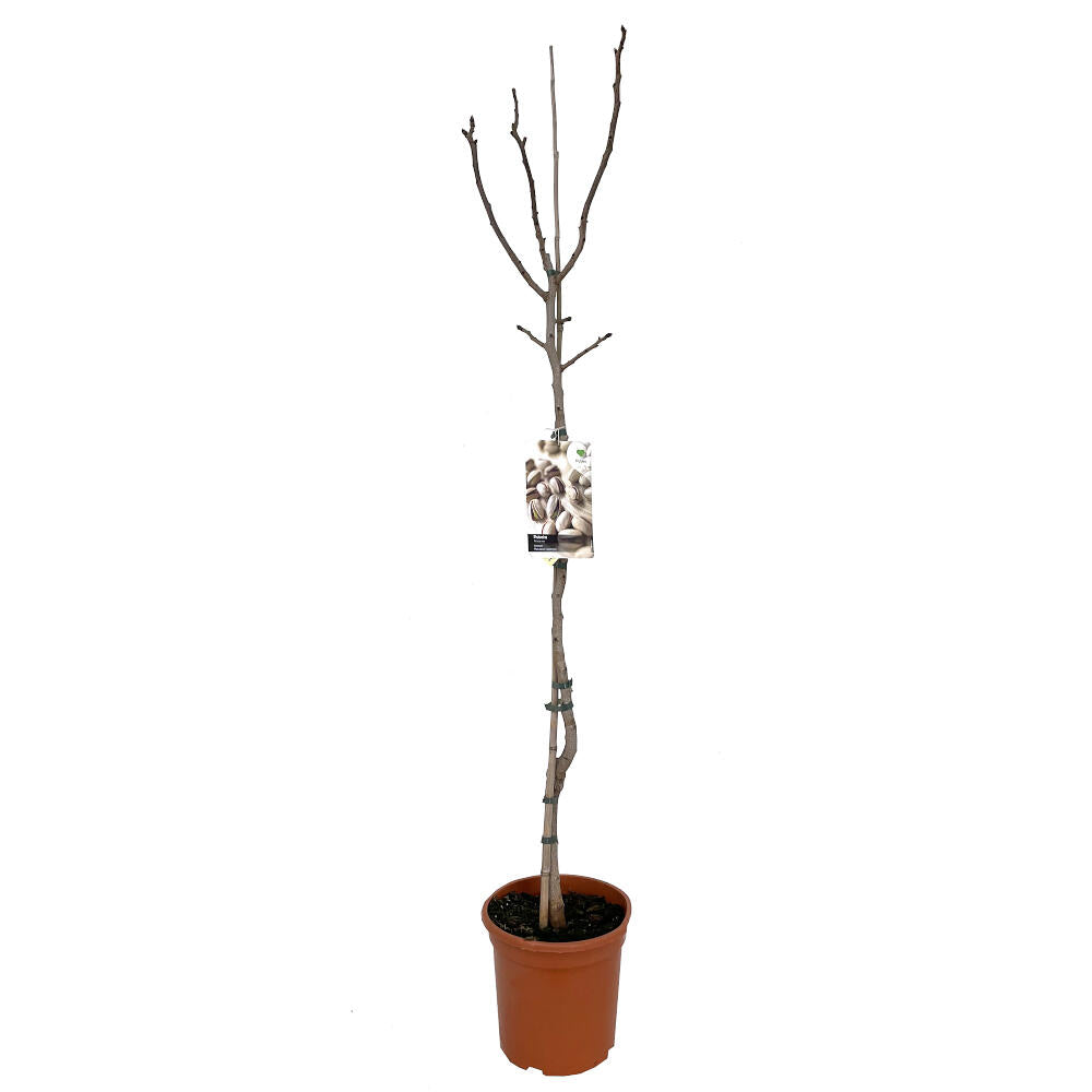 Arbol De Pistacho Macho M26 150cm (septiembre)_2