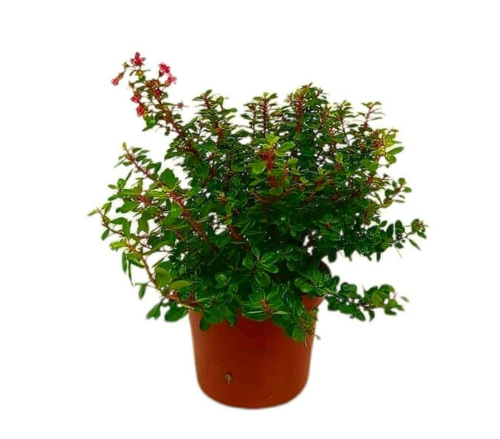 Escallonia Red Dream M20_0