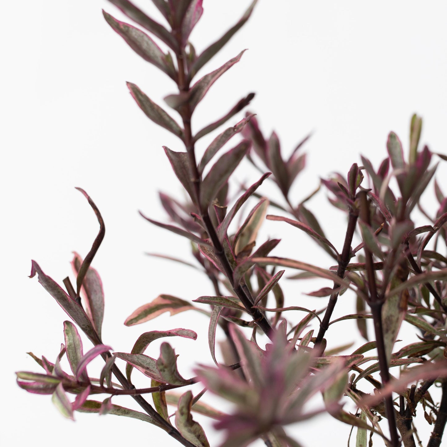 Hebe De Hojas Gruesas - 12 Pzs - Hebe Pinguifolia - Altura 15-20cm - ⌀105cm