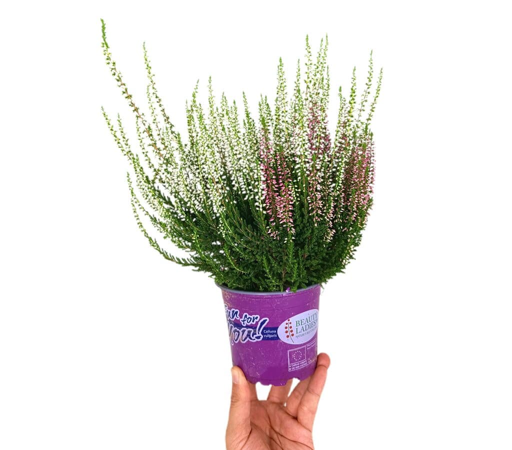 Calluna Vulgaris Bicolor M12