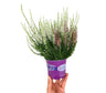 Calluna Vulgaris Bicolor M12