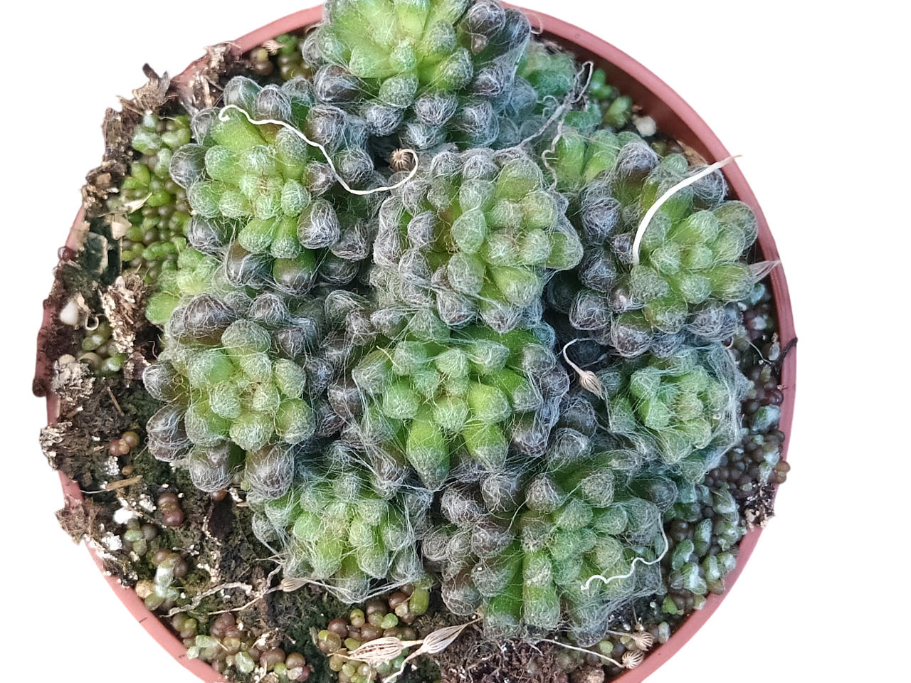 Anacampseros Filamentosa Black Planta Suculenta Ø8_0