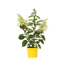 Hortensia - Hydrangea Paniculata 'candlelight' - Altura 25-40cm - ⌀19cm