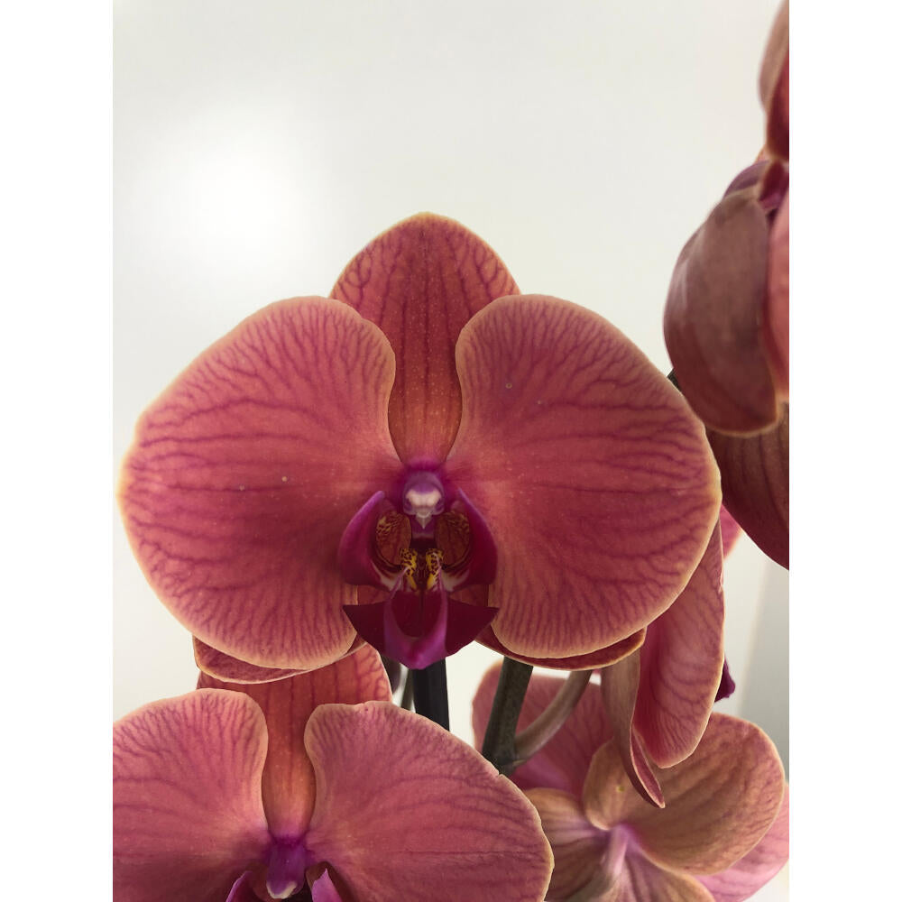 Orquidea Phalaenopsis Asian Coral 2/3 Tallos M12 70cm_1