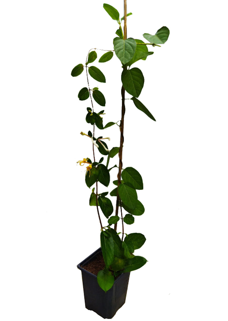 Lonicera Caprifolium O “madreselva”_0