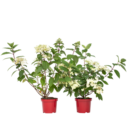Hortensia - 2 Pzs - Hydrangea Paniculata 'wim's Red' - Altura 25-40cm - ⌀19cm_0