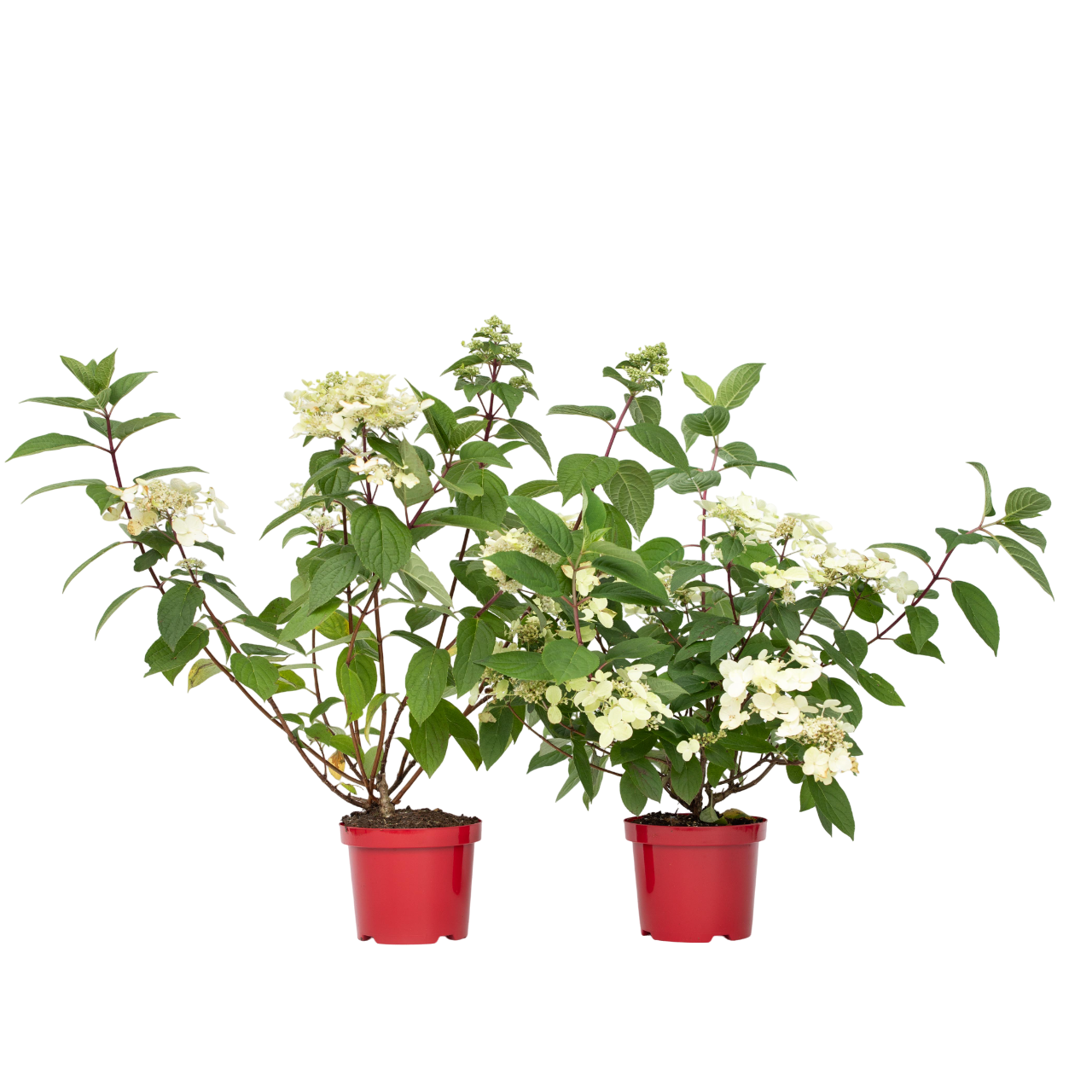 Hortensia - 2 Pzs - Hydrangea Paniculata 'wim's Red' - Altura 25-40cm - ⌀19cm