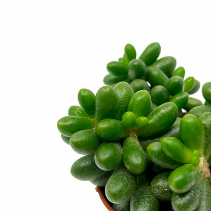 Sedum Hernandezii Cactus Y Suculentas