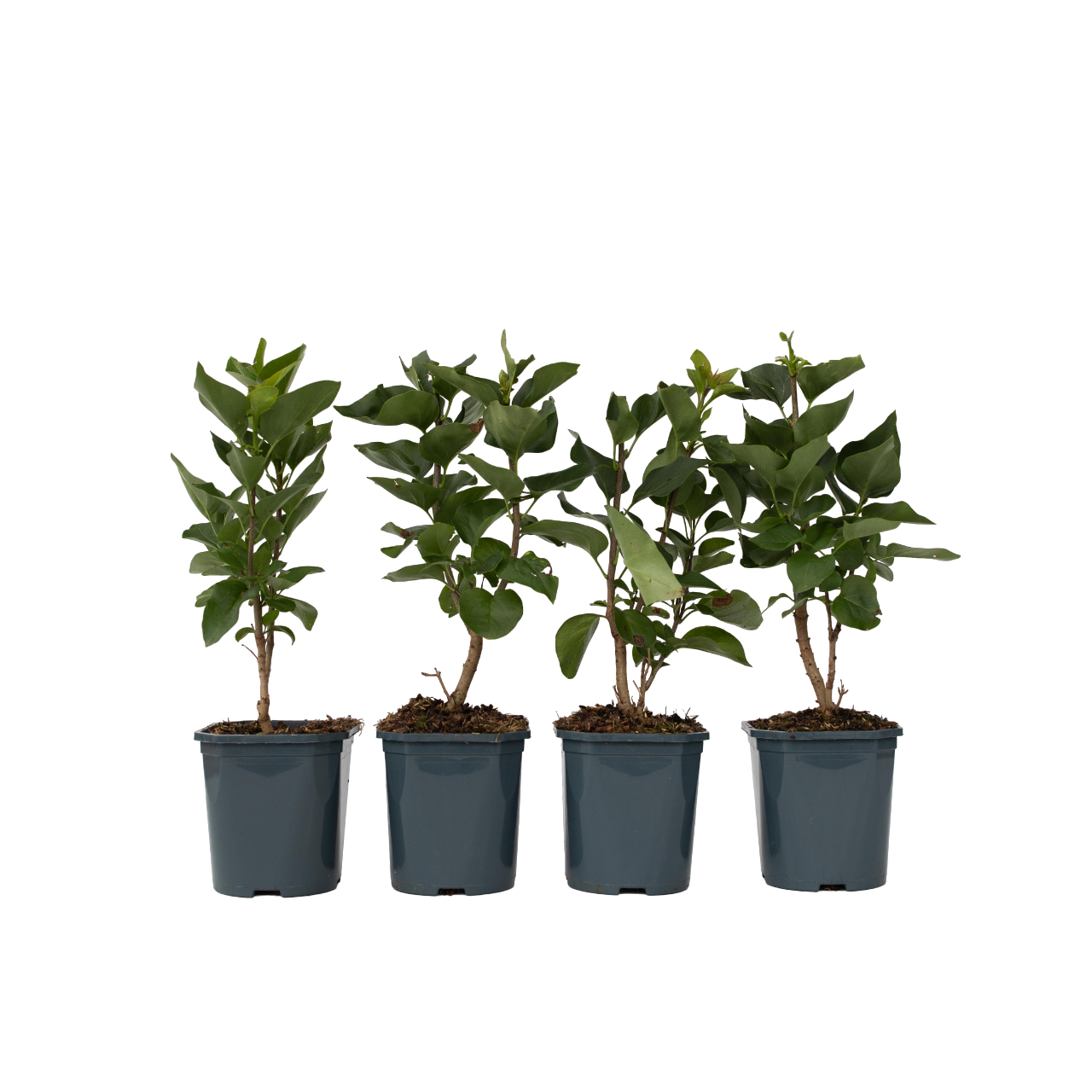 Lila - 4 Pzs - Syringa Vulgaris 'mme Lemoine' - Altura 25-40cm - ⌀17cm_0