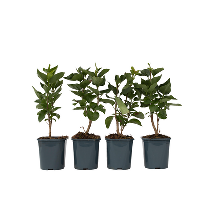 Lila - 4 Pzs - Syringa Vulgaris 'mme Lemoine' - Altura 25-40cm - ⌀17cm_0