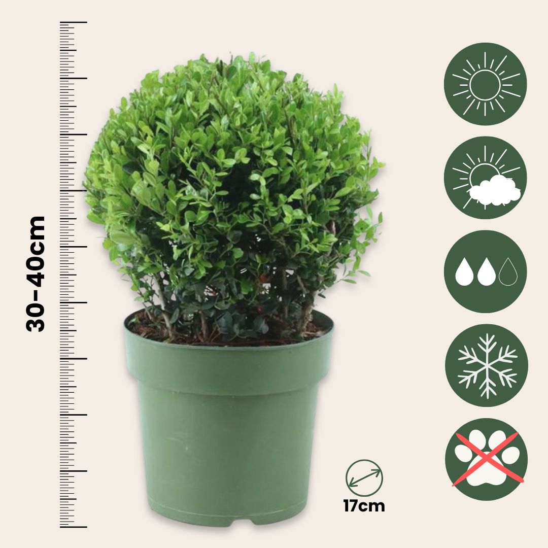 Acebo Crenata - Ilex Crenata 'jenny' - Altura 30-40cm - ⌀17cm_2
