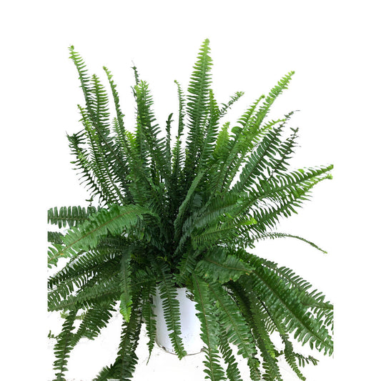 Helecho Cordata M22 50cm_0