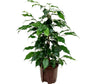 Ficus Benjamina Danielle M14 45cm