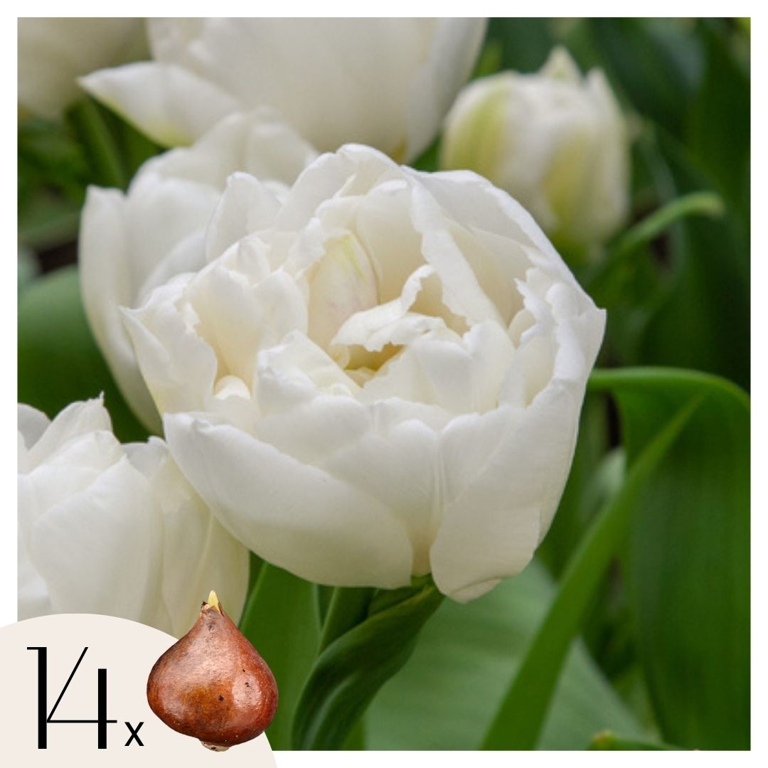 Bulbos De Tulipán - 14 Pzs - Tulipa 'mondial' - Bulbos De Flores