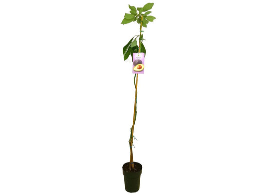 Aguacate Hass M23 140-160cm_0
