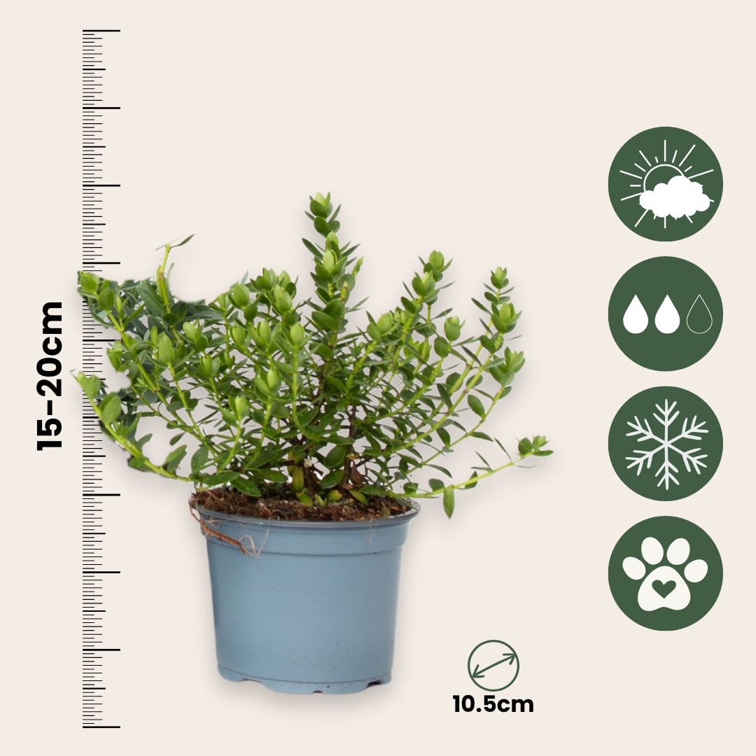 Hebe De Hojas Gruesas - 36 Pzs - Hebe Pinguifolia - Altura 15-20cm - ⌀105cm_2