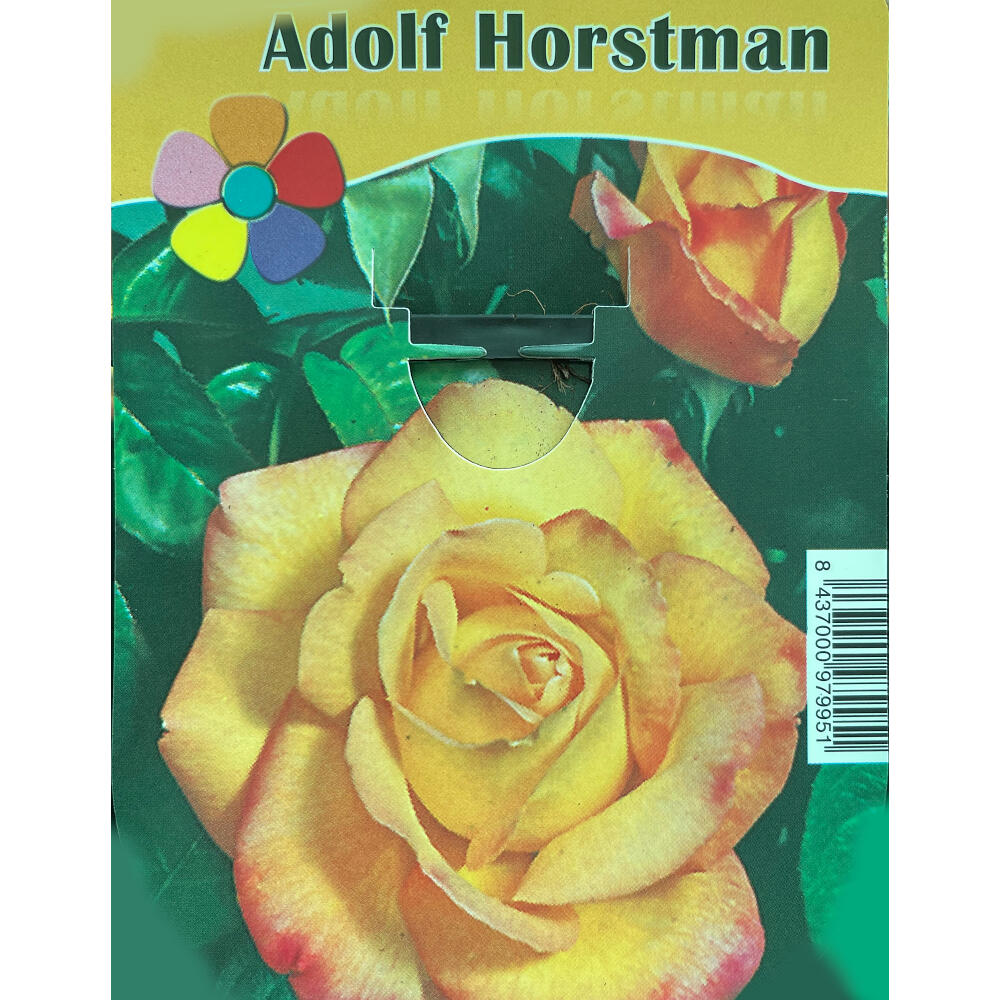 Rosal Adolf Horstman 2lt_0