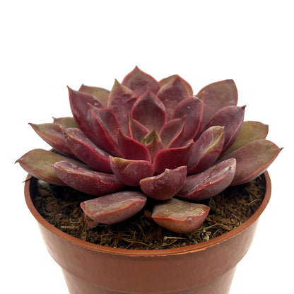 Echeveria Mina Cactus Y Suculentas M8,5 Ø