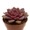 Echeveria Mina Cactus Y Suculentas M8,5 Ø