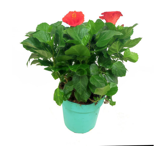 Hibiscus Pacific Beauties M23_0