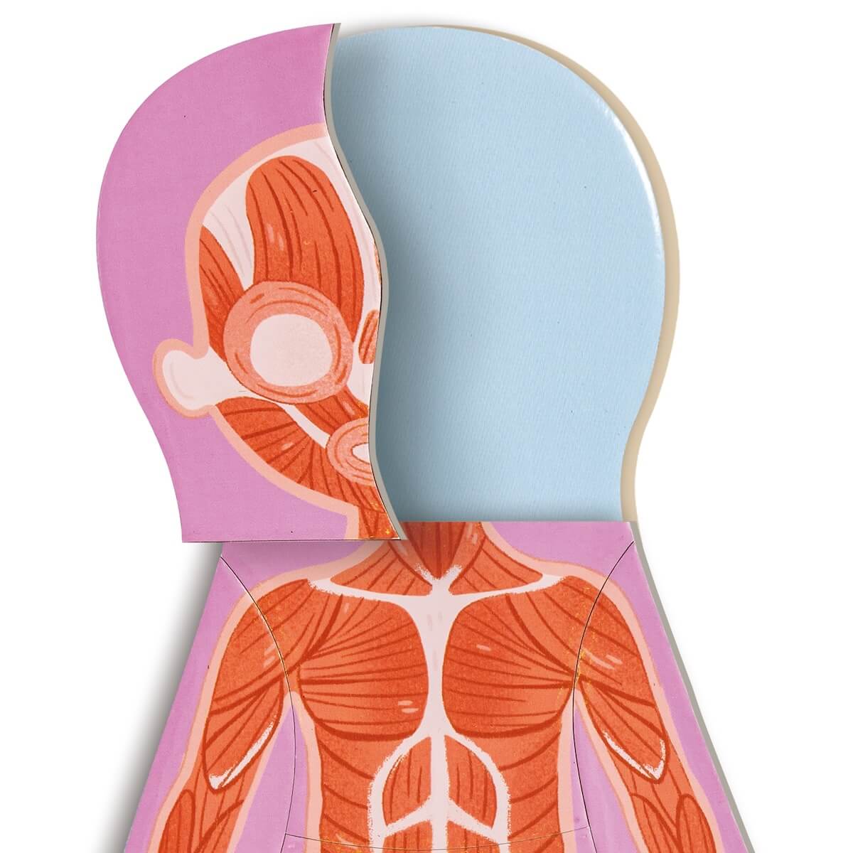 Puzzle Magnético Human Body Hape_3