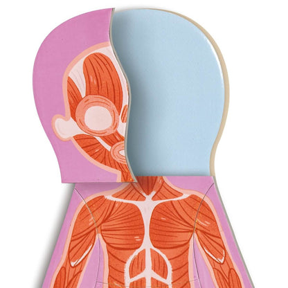 Puzzle Magnético Human Body Hape_3