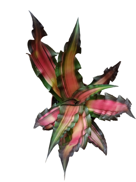 Cryptanthus Sp1 Planta Natural Bromelia De Color Ø9_0