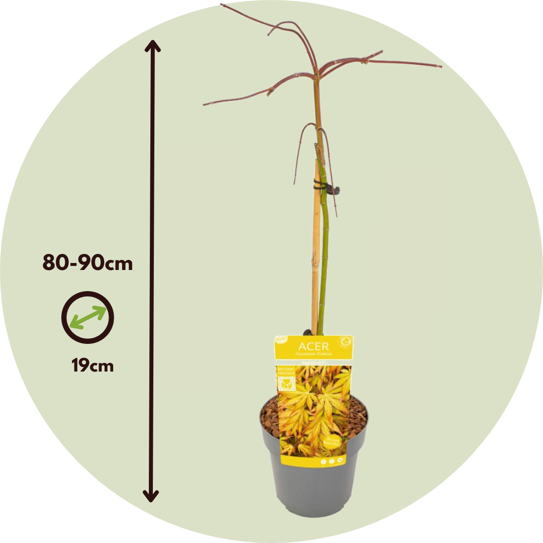 Arce Japonés - Acer Palmatum 'cascade Gold' - Altura 80-90cm - ⌀19cm_2