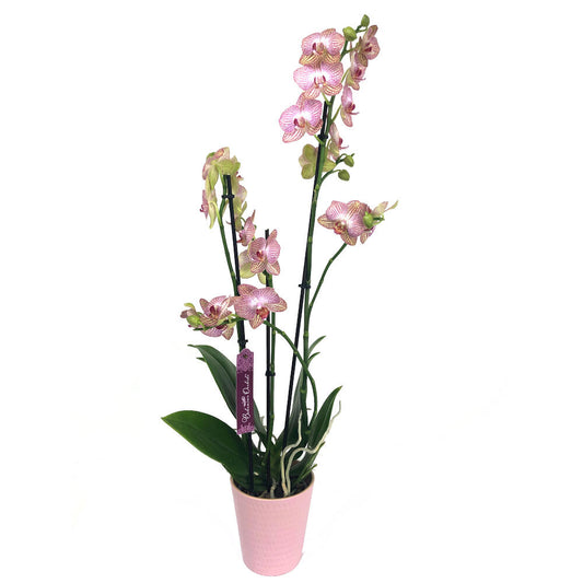 Orquidea Phalaenopsis Ravello 2/3 Tallos M12 70cm