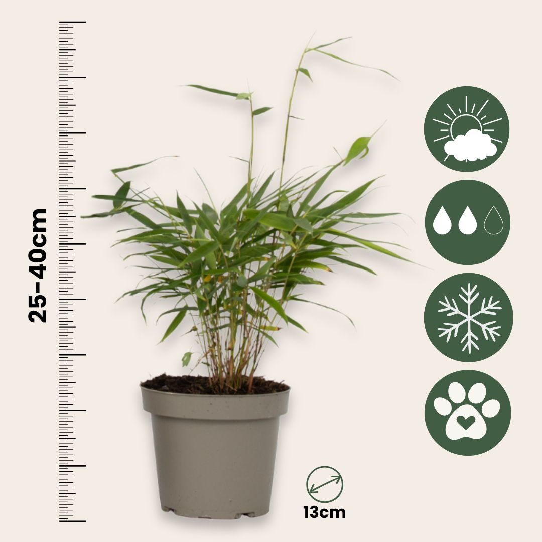 Bambú - 18 Pzs - Fargesia Scabrida 'asian Wonder' - Altura 25-40cm - ⌀13cm_2