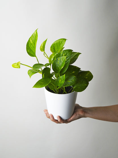 Potho Colgante | Altura 40cm - Maceta 15cm