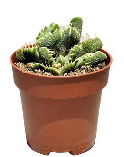 Faucaria Tigrina (boca De Tigre); Planta Suculenta Extraña; Curiosarium; Maceta 8,5 Cm_1