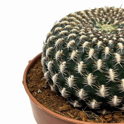 Sulcorebutia Arenacea Cactus Y Suculentas M8,5 cm Ø_2