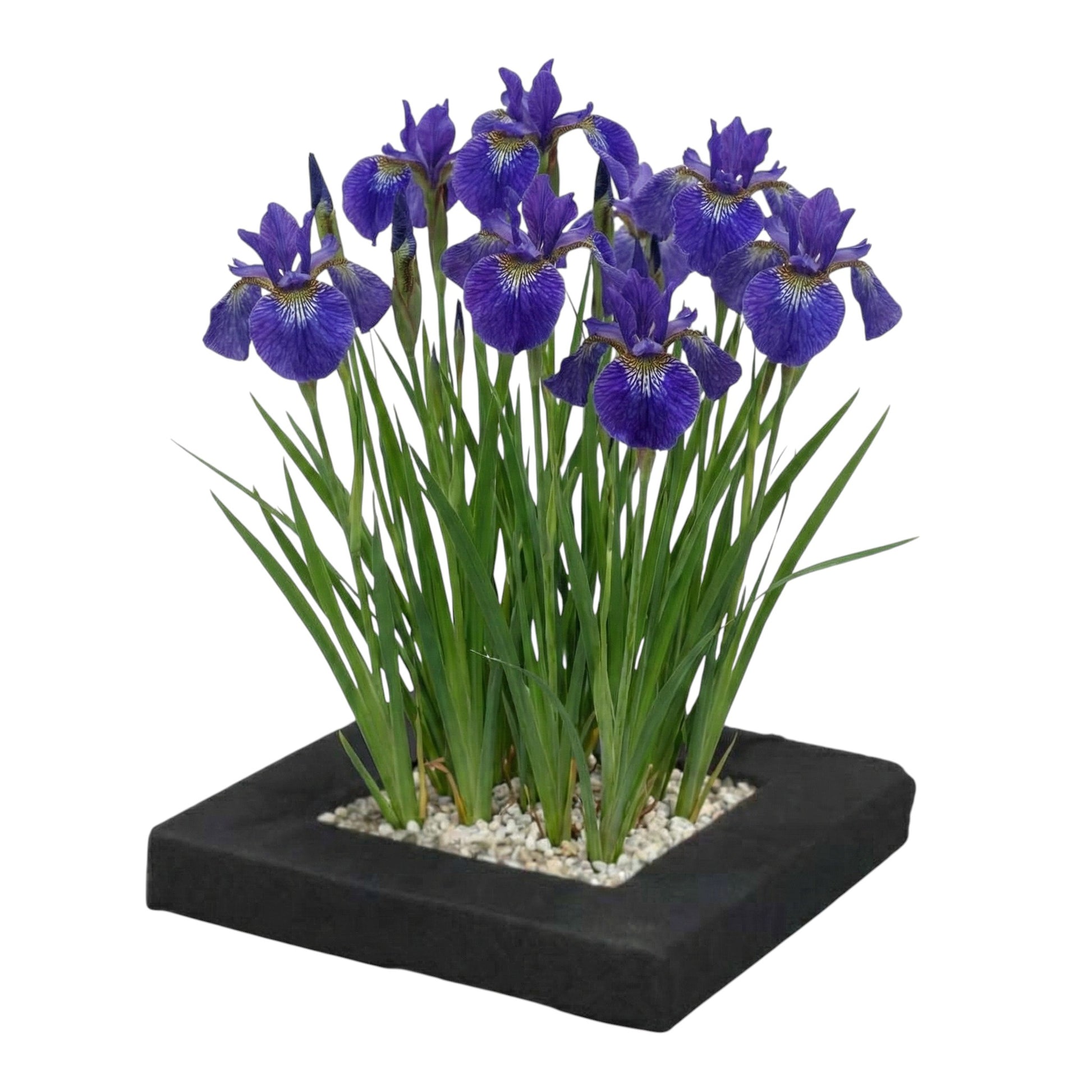 Isla De Plantas Iris Azul - 4 Plantas Acuáticas - Iris Kaempferi_0